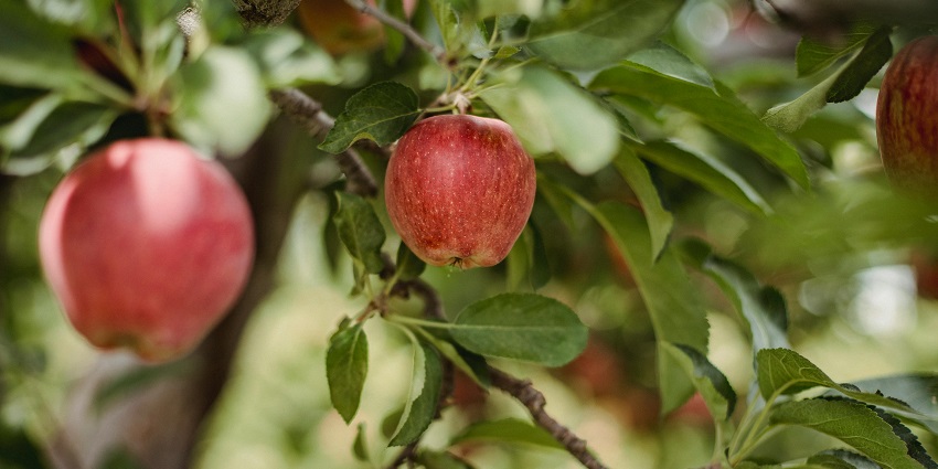 Visiting the fruit orchids is one of the best things to do in the Lachung Village.