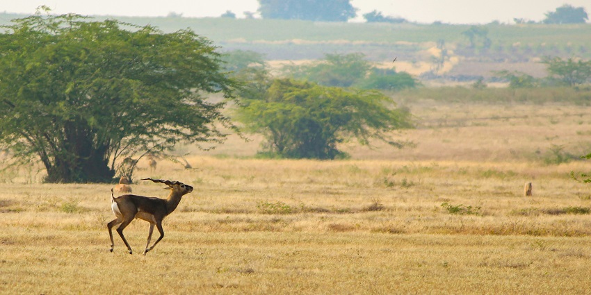 Deer running at Garampani Wildlife Sanctuary, one of the best Golaghat picnic places.