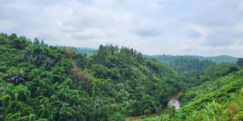 A picture of a lush green forest area in Assam with a blanket of lush greenery