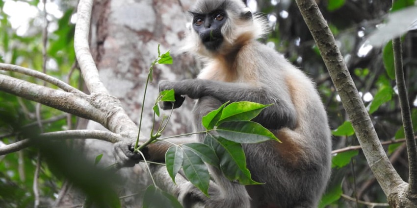 A picture of a monkey sitting on the branch of a tree at the Garbhanga Forest Reserve.