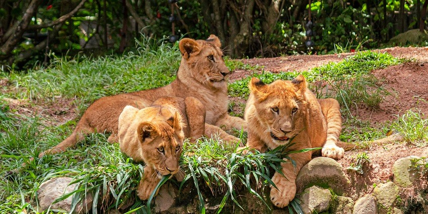 Garbhanga Reserve Forest is a perfect destination for witnessing endangered wildlife.