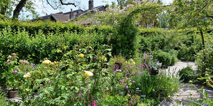 A picture of the lush plants and blooming flowers at a garden in New Delhi