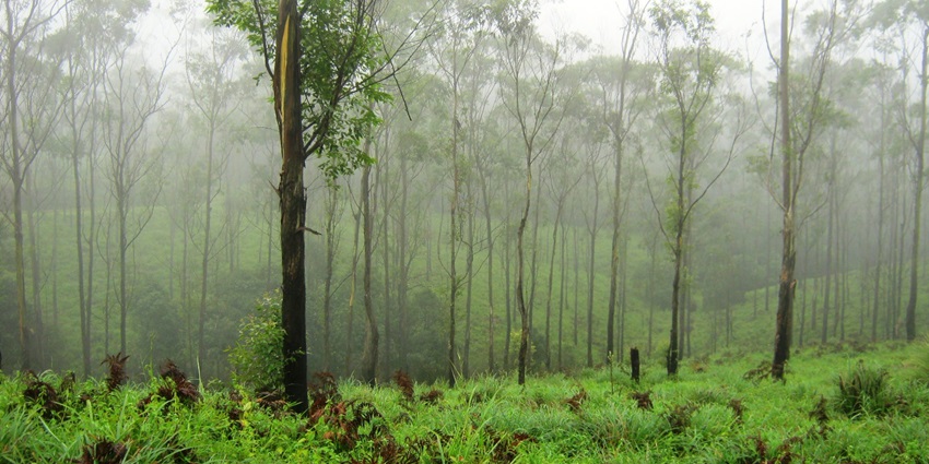 Misty forest view in Gavi with tall trees and dense greenery, creating a serene and tranquil atmosphere in the heart of nature.