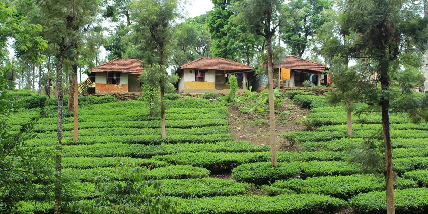 A serene view of the emerald-green sprawling tea plantations of Gazpur Tea Estate.