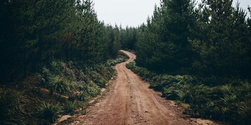 Image of of a forest tain lush greenery surrounded by - Bhairabkunda picnic place