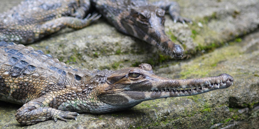 Satkosia Wildlife Sanctuary is popularly known for its endangered Gharial Crocodiles.