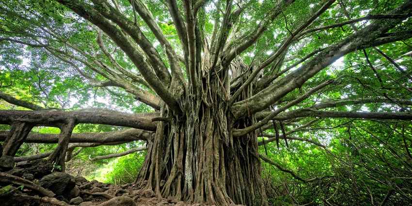 Ghatotkach Tree Temple is a highly revered and sacred temple of Hindus, primarily.