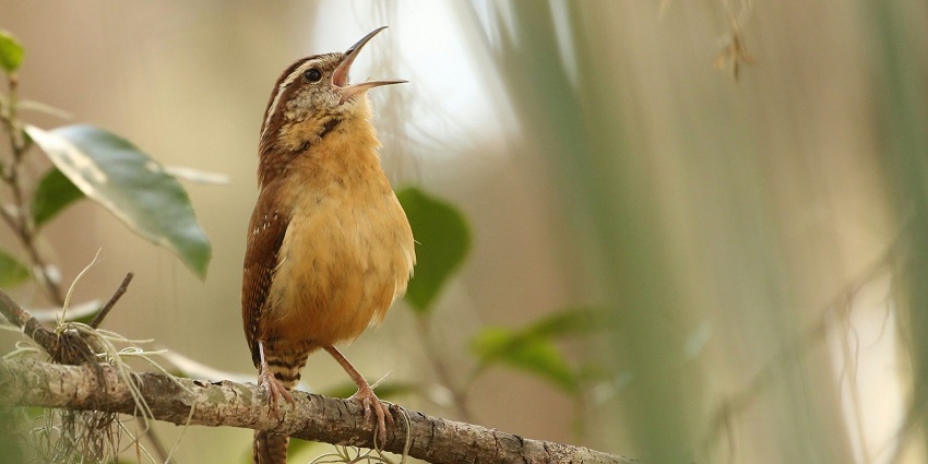 A focused view of a brown and yellow bird sitting on a branch of a tree during the day.