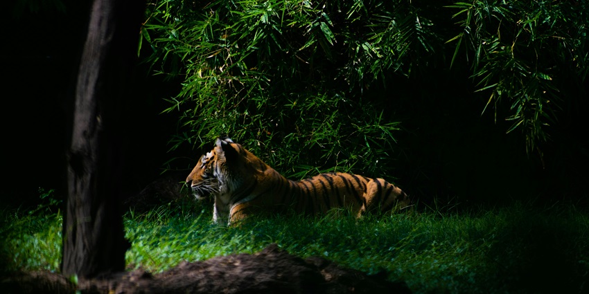 Majestic tiger resting amid dense forest foliage, showcasing its powerful presence