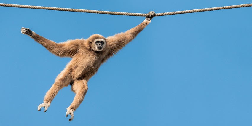 Gibbon hanging from a rope, playfully swinging in its natural habitat - Gibbon Sanctuary.
