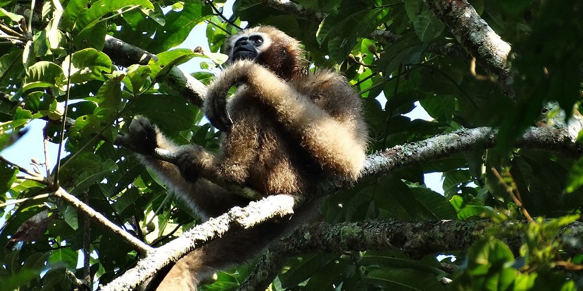 Gibbon Wildlife Sanctuary, a green oasis, is a best site to visit for wildlife lovers.