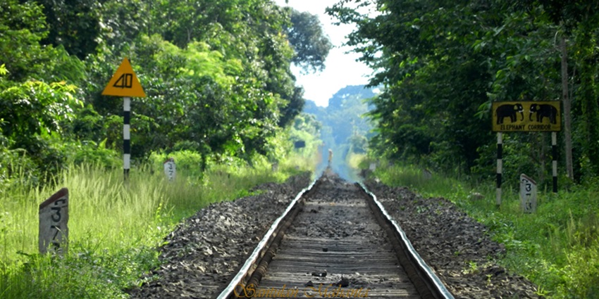 Snap of track passing through the Gibbon Wildlife sanctuary-Things to do in Jorhat
