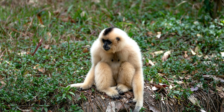 Sport the beautiful rare species of monkeys in the Gumti Wildlife Sanctuary, Tripura