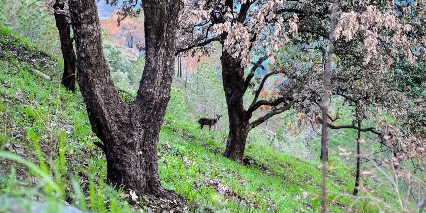 Gilbert Trail is near Sunset Point and offers hiking opportunities to adventurous souls.