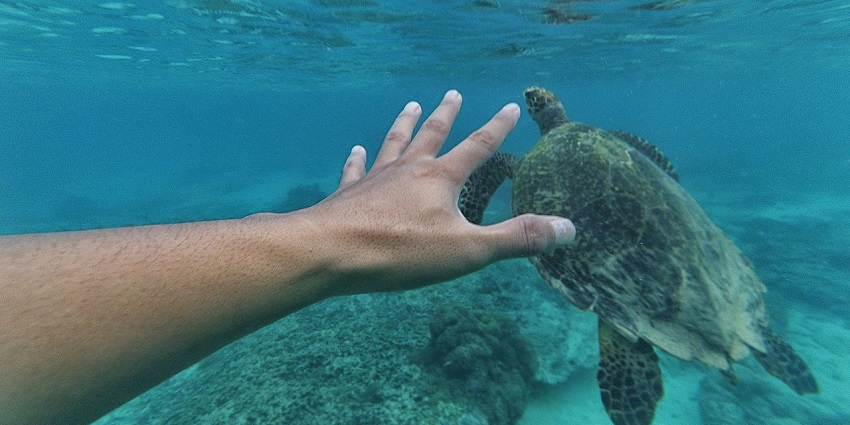 A picture of a diver exploring underwater with a big turtle swimming in front of him