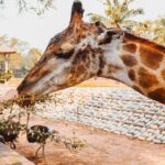 A visitor getting clicked while feeding a giraffe at the other side of the fence