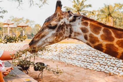 A visitor getting clicked while feeding a giraffe at the other side of the fence