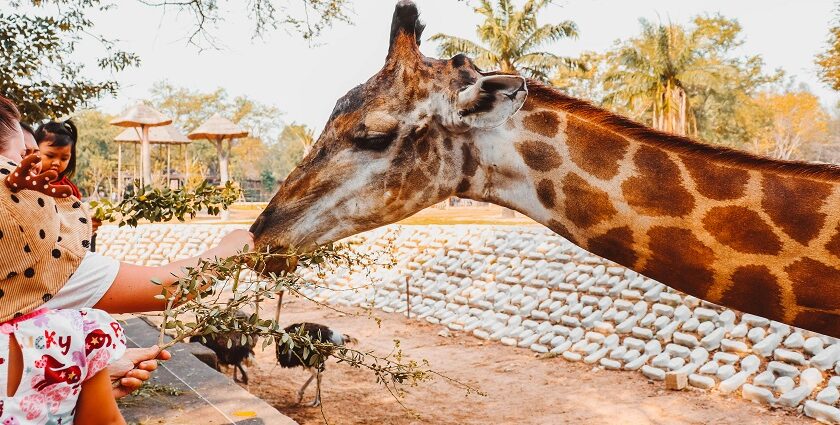 A visitor getting clicked while feeding a giraffe at the other side of the fence