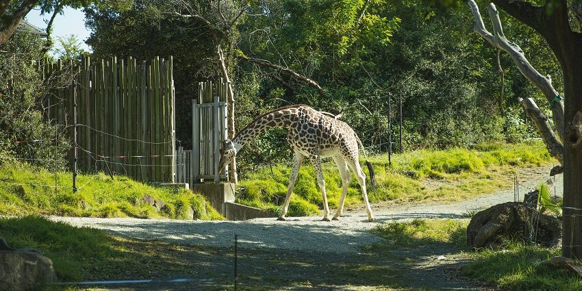 The wildlife in Jore Pokhri wildlife sanctuary are in their full bloom during October to April.