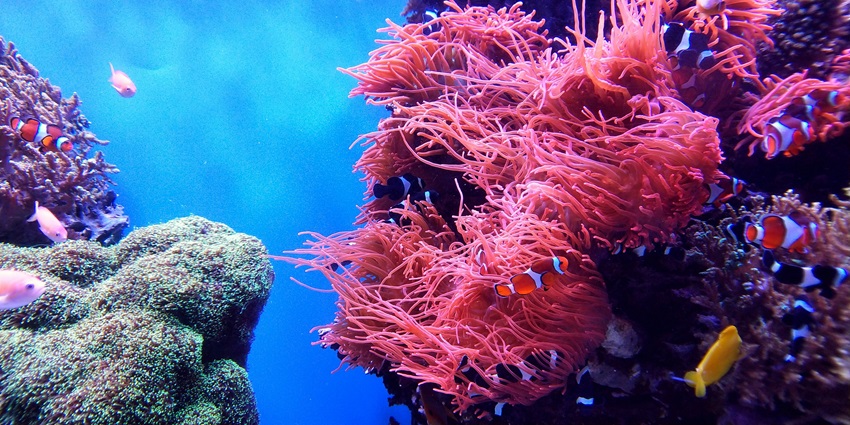 A glass bottom boat ride is among the adventurous things to do in Maldives with family.