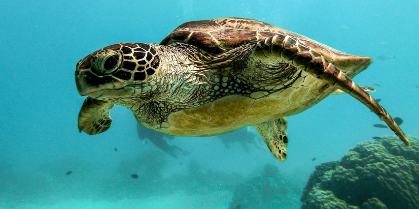 An amazing view of a sea turtle swimming in azure waters with vibrant coral reefs.
