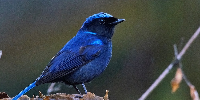 Picture of a blue bird captured while trekking in Sikkim