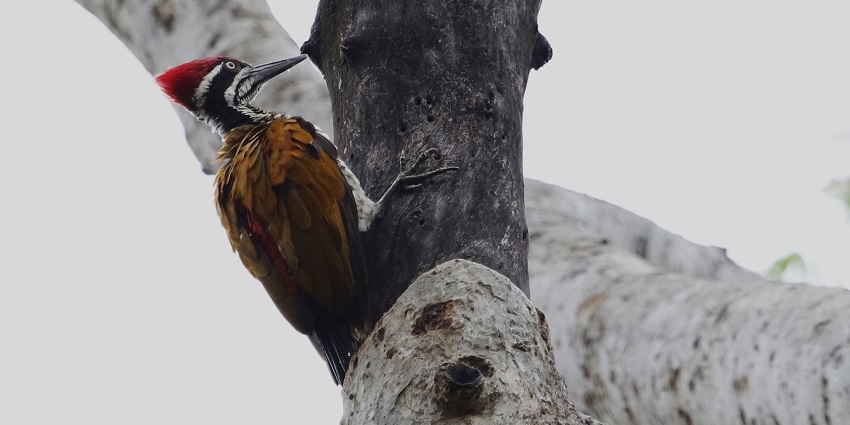 Mahanda wildlife sanctuary houses variety of rare avifauna for tourist to witness and click pictures
