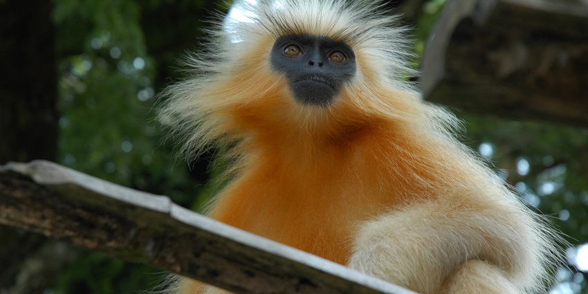 Golden langur with its striking golden fur and expressive face, in its natural habitat.