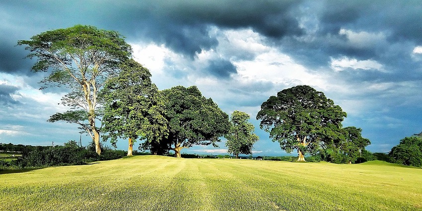 A breathtaking view of the sprawling golf course in Assam dotted with tall trees.