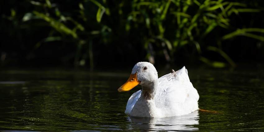 The idyllic snap of a beautiful duck swimming on a lake in Kane Wildlife Sanctuary