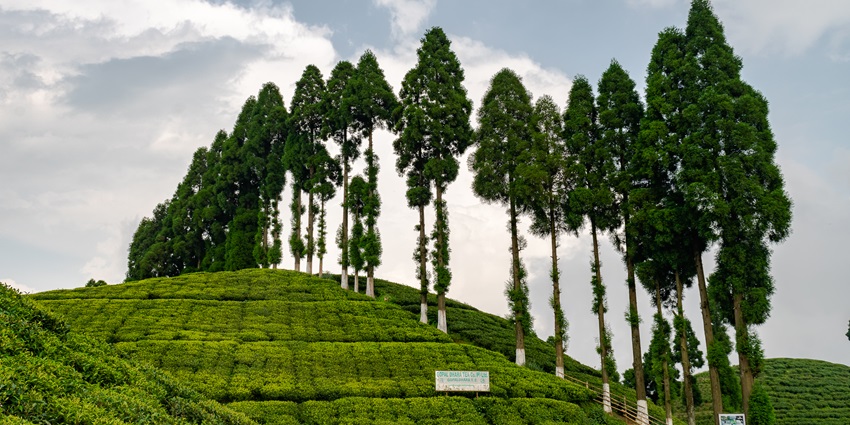 Gopaldhara Tea Estate is one of the tranquil places to explore for tea and nature lovers.