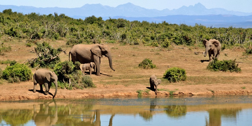 Elephants near water during daytime, enjoying the sun and the serene surroundings.