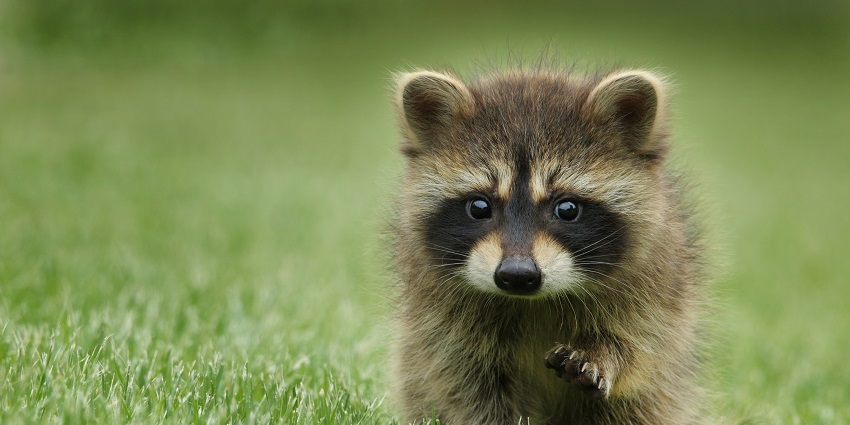 An adorable racoon spotted at the Great Himalayan tourist hotspot of the region.