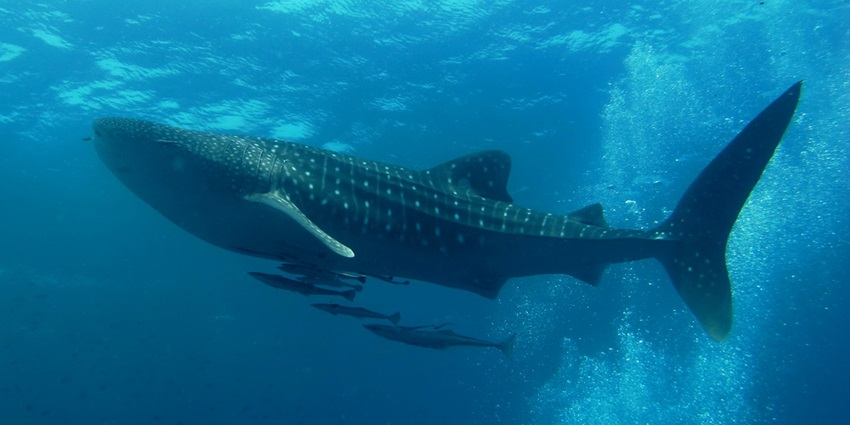 Go diving at Hin Muang And Hin Daeng and spot whale sharks underwater in Phi Phi Island