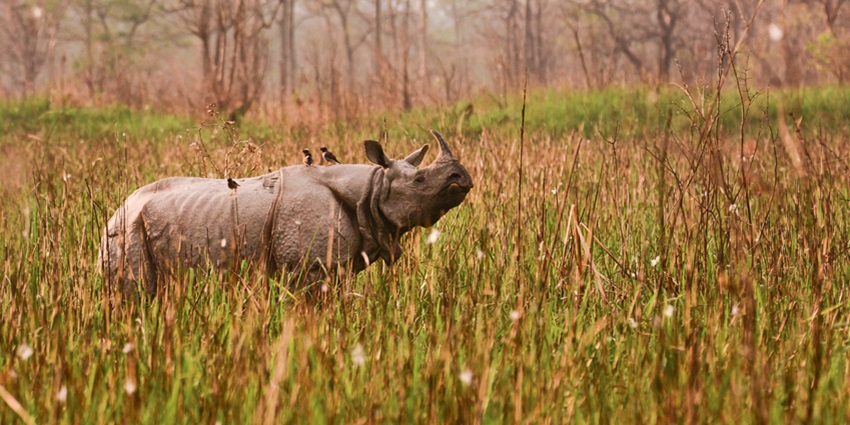 Scenic view of a greater one-horned rhino grazing peacefully in a lush, green landscape.
