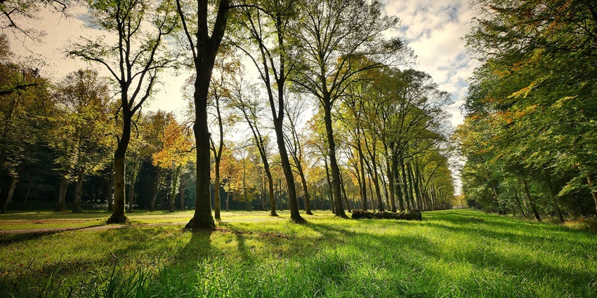 Serene green forest with towering trees and dappled sunlight filtering through leaves.