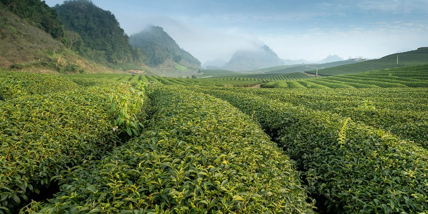 Expansive green tea field with neatly lined rows of tea plants under a clear sky.
