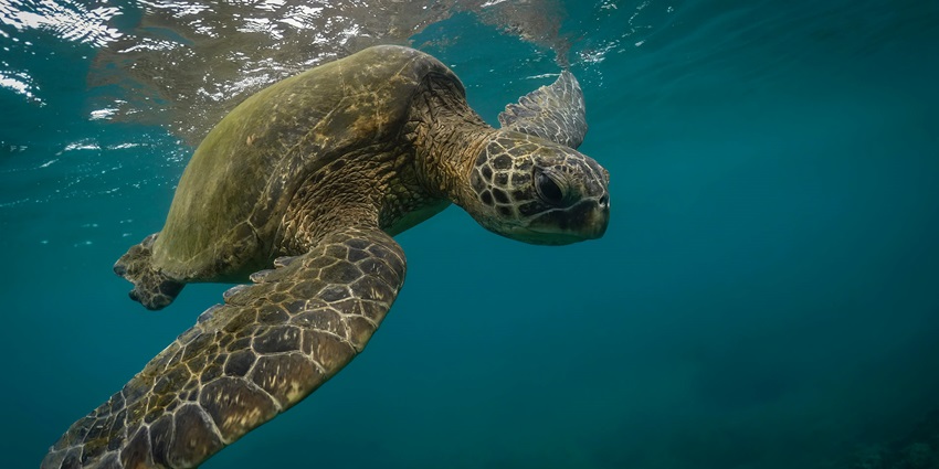 Green sea turtle feeding underwater at Turtle Farm, surrounded by clear blue water.