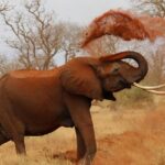 Snapshot of a grey elephant bathing in sand in the beautiful Kane Wildlife Sanctuary