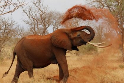 Snapshot of a grey elephant bathing in sand in the beautiful Kane Wildlife Sanctuary