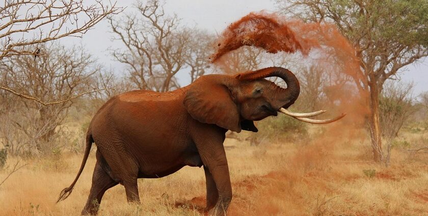 Snapshot of a grey elephant bathing in sand in the beautiful Kane Wildlife Sanctuary