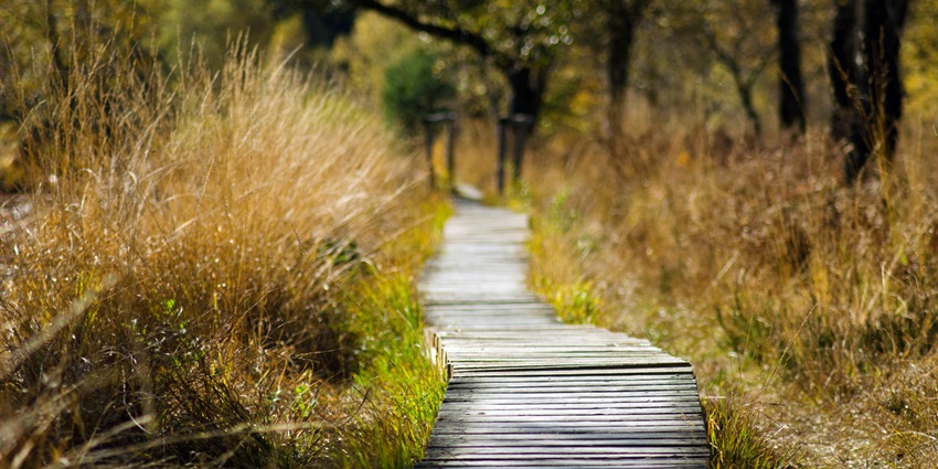 Wooden bridge over shallow, clear stream surrounded by rocks and green foliage.