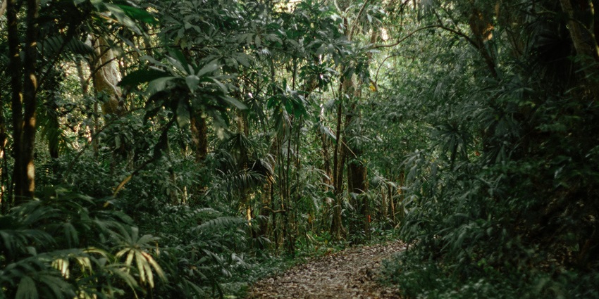 Scenic image of the beautiful Hiking Trail in the wildlife surrounded by lush trees