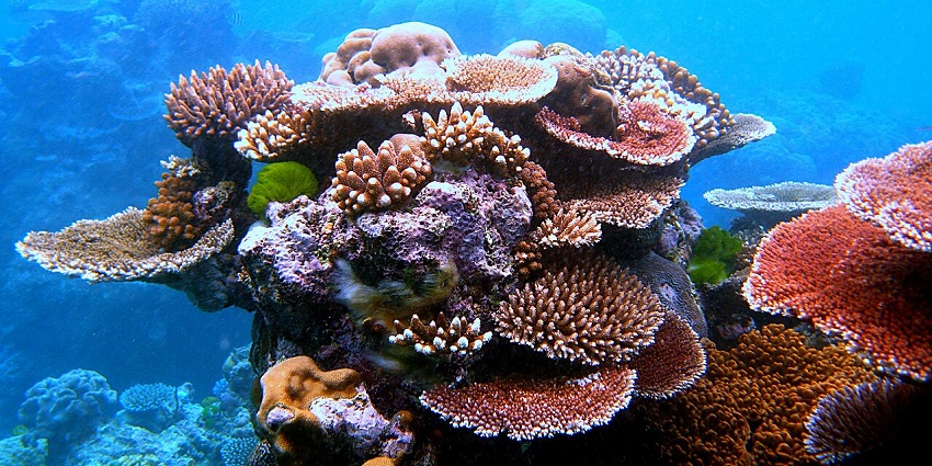 Beautiful Image of coral reef somewhere in the Ocean—Places to visit in Maldives