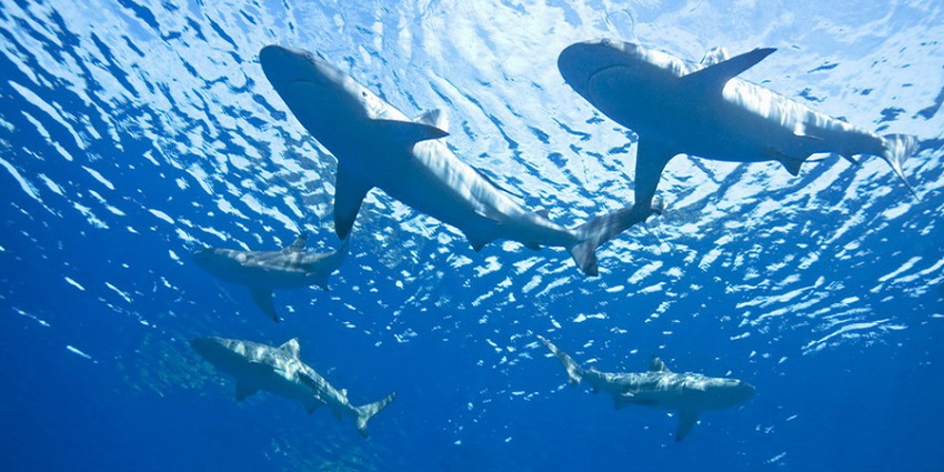 A breathtaking underwater view of white sharks swimming in azure waters during the day.
