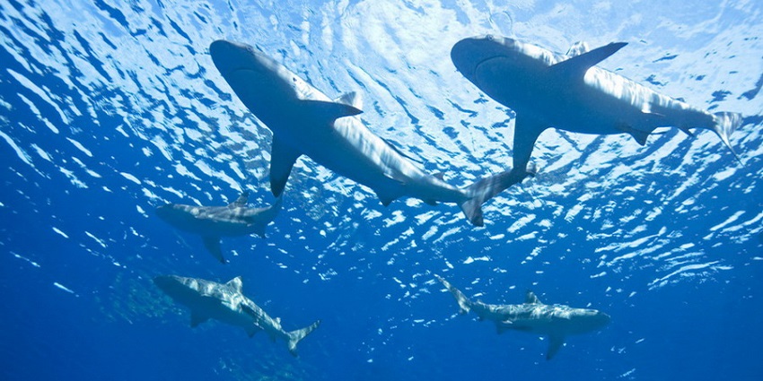 An underwater view of sharks at Hanifaru Bay which is situated close to Reethi Beach.