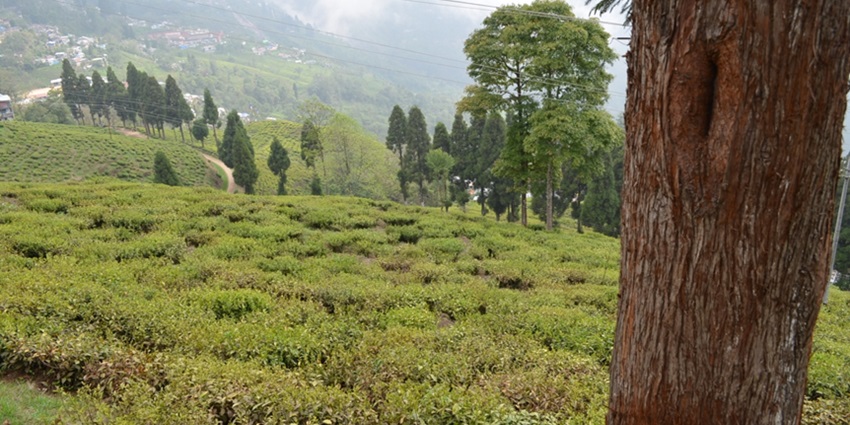Happy Valley Tea Estate is among the best places near Bengal Natural History Museum.