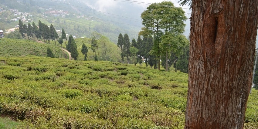 Scenic view of Happy Valley Tea Estate - one of the best places to visit near Himalayan Tibet museum