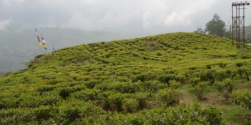 A lush green view of the Happy Valley Tea Estate, lying in the vicinity of Dali Monastery.