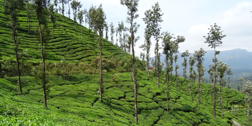 Lush tea plantation at Kelagur Tea Estate—rockclimbing in darjeeling in west bengal